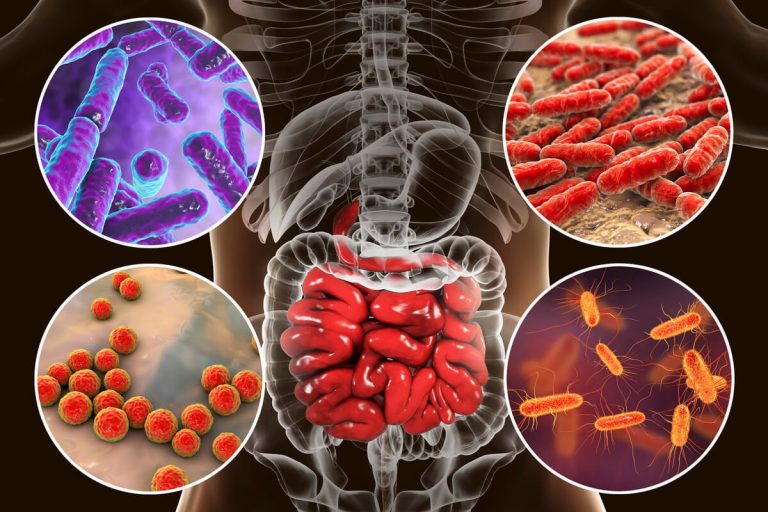 microbiota-intestinal