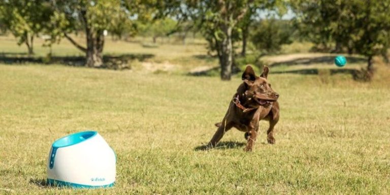 lanzador para perros