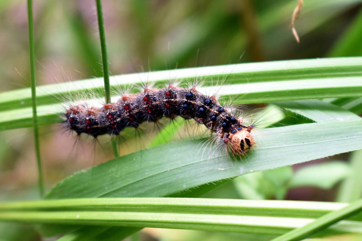 plaga lagarta peluda andalucía