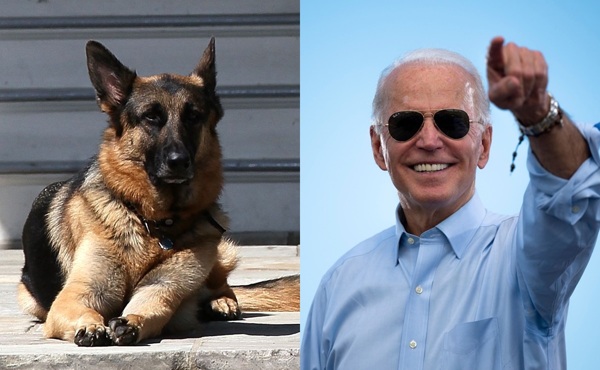 Biden perro